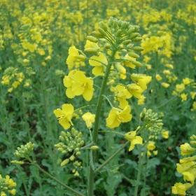 Beautiful flowers