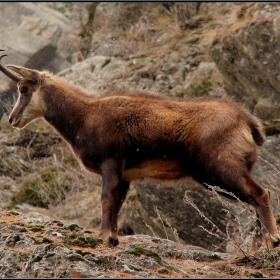 Chamois, Gran Paradiso National Park