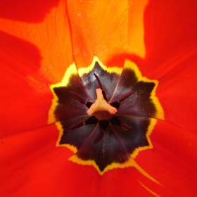 Tulip