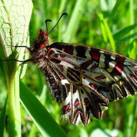 Zerynthia polyxena