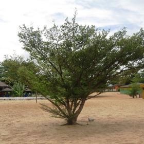Пясъчно дърво  (Burundi, Africa)