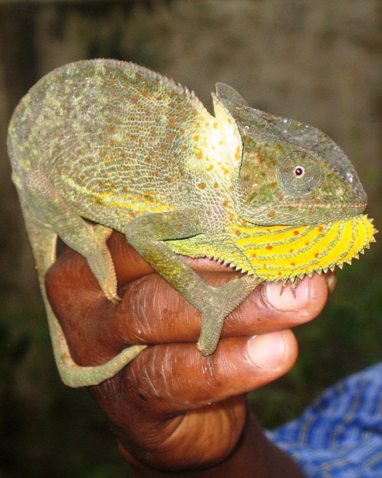 Хамелеон?  (Burundi, Africa)
