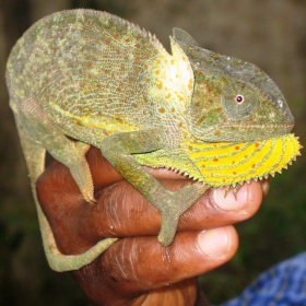Хамелеон?  (Burundi, Africa)