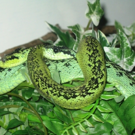 Отровни?  (Burundi, Africa)
