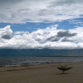 Самотно пясъчно дърво на фона на възвишенията в Congo (Burundi, Africa)