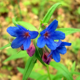 flower in blue