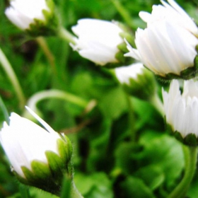 White flowers