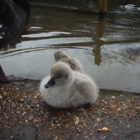 Little swan