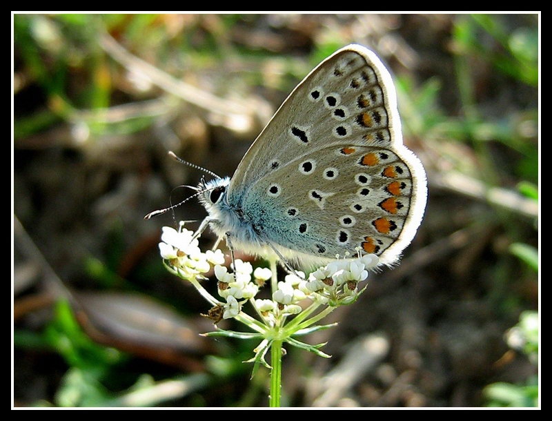 Blue 5