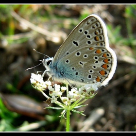 Blue 5