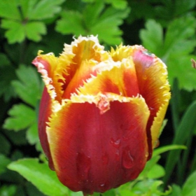 Tulip