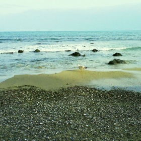 Lonely