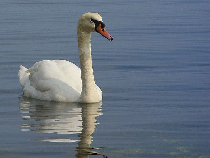 Pratenik na proletta