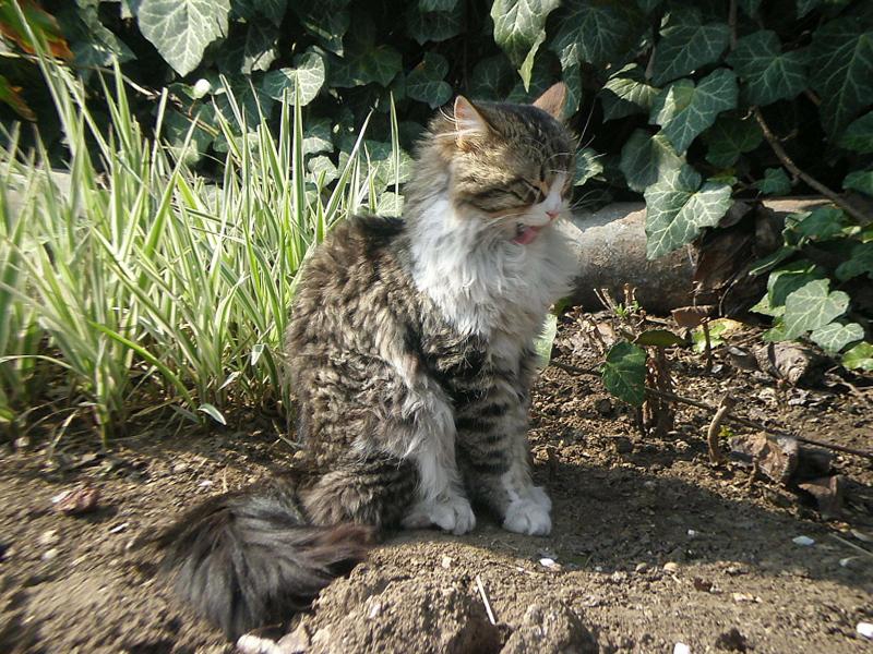 Котка