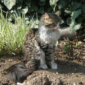 Котка