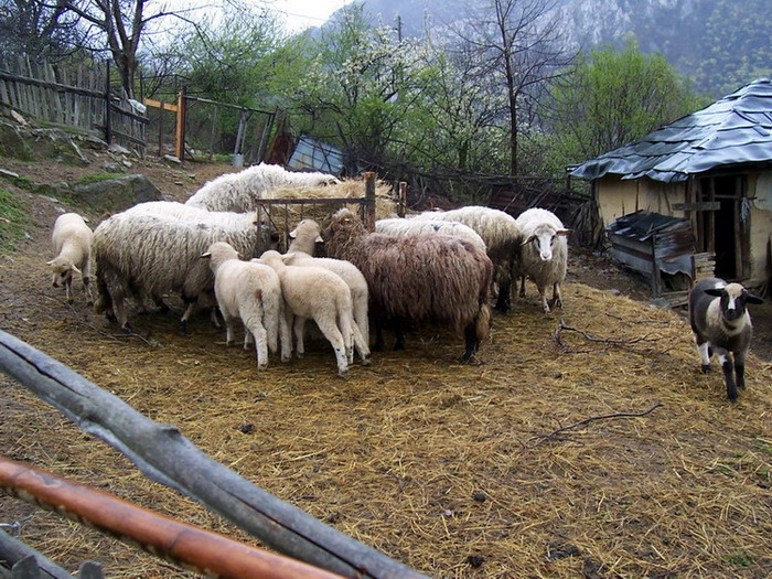 v dvora