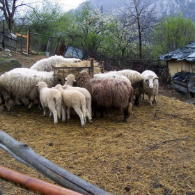v dvora