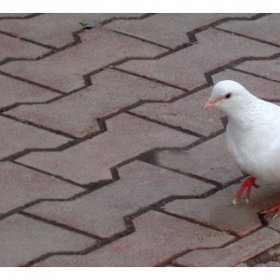 Представяме ви булчинската линия на PIGEON FASHIONS !