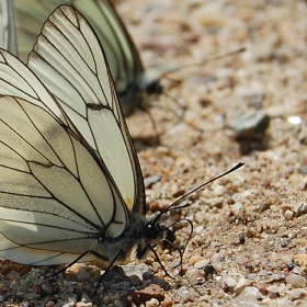 Aporia crataegi