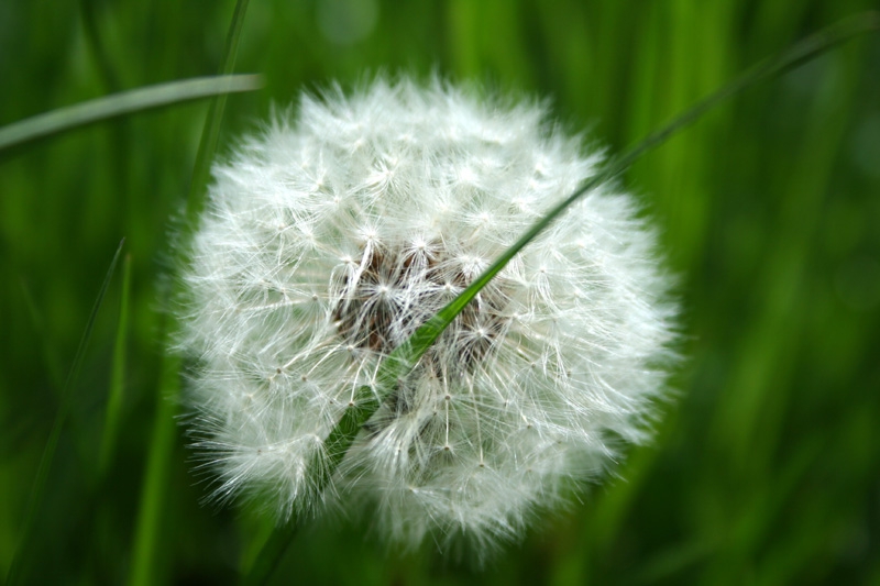 Greeen