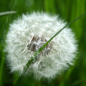 Greeen