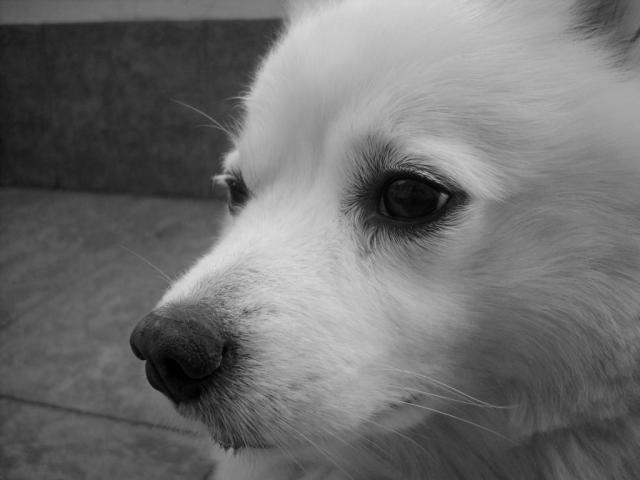 Maxi