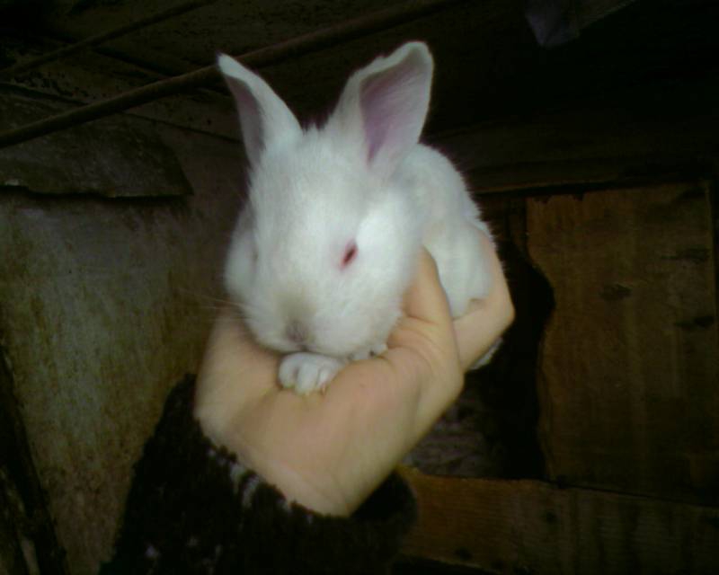 zaichyyy