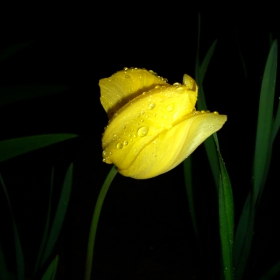 In the rain-yellow