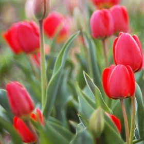 red&green