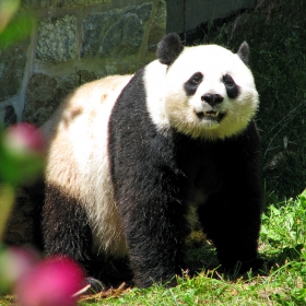 Proslovutata panda