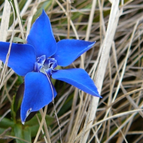 Gentiana_Terglouensis