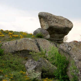 Златоградска гъба