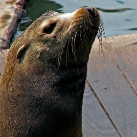 What happens at Pier 39, Stays at Pier 39