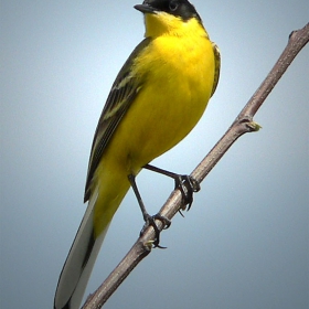 Motacilla flava