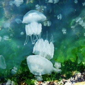 Jelly-fishes