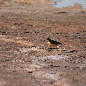 жълта стърчиопашка (Motacilla flava)