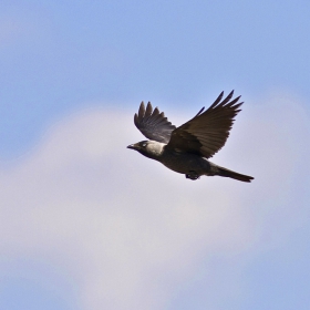 Чавка (Corvus monedula)