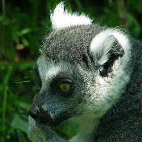 Lemur