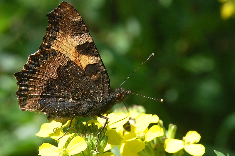 Следобедната  почивка на Aglais urticae :)