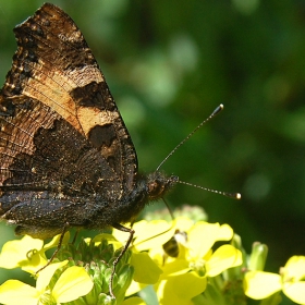 Следобедната  почивка на Aglais urticae :)