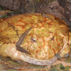 ЖаБа