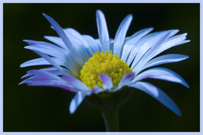 Blue Flower