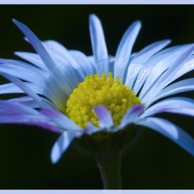 Blue Flower