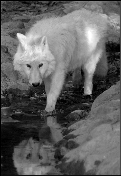 ..lupo solitario...