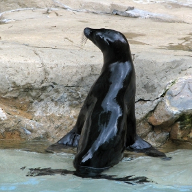 Sea lion