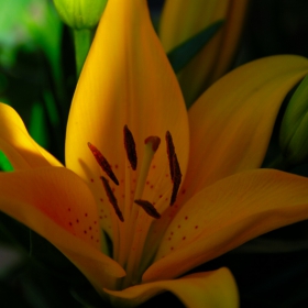 Lilium asiaticum