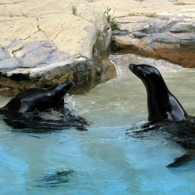 Sea lions