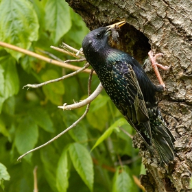 Обикновен скорец (Sturnus vulgaris)