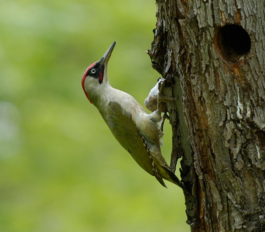 Зелен кълвач (Picus viridis )