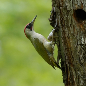 Зелен кълвач (Picus viridis )